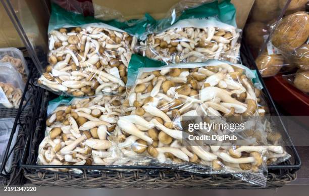 Fresh Shimeji Mushrooms High-Res Stock Photo