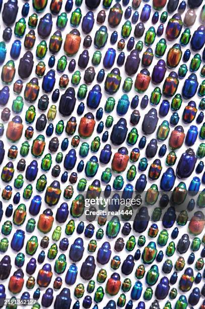 colección de beetles - parte del cuerpo animal fotografías e imágenes de stock