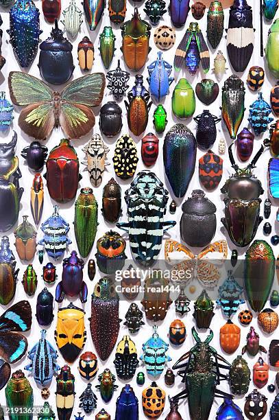 collection of beetles - biology class stock pictures, royalty-free photos & images
