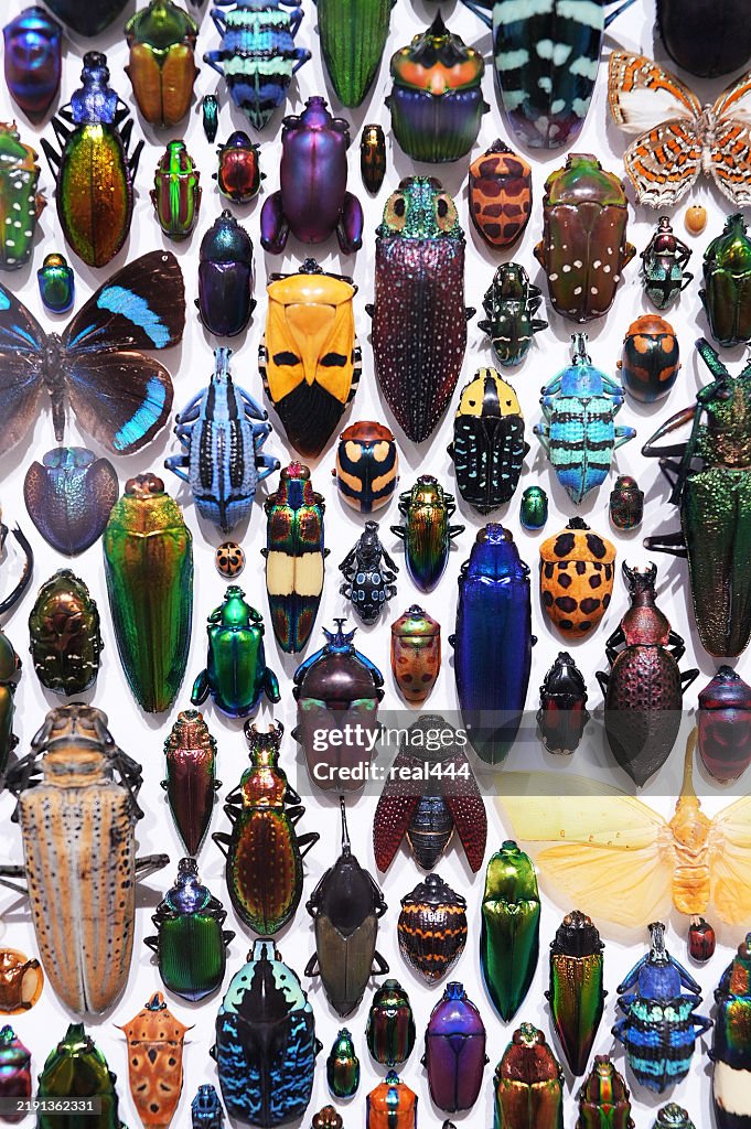 Collection of beetles