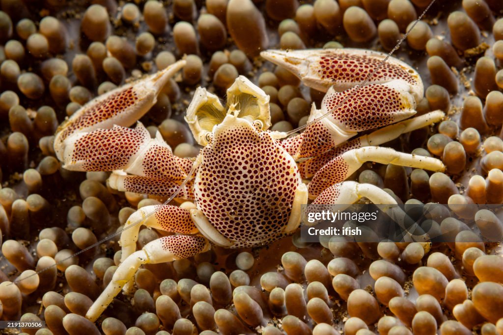 Porcelain Anemone Crab Neopetrolisthes maculatus in Merten's Sea Anemone Stichodactyla mertensii, Lembeh Strait, Indonesia