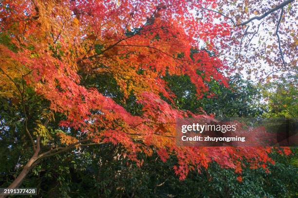 maple tree, lu xun park, shanghai - ahorn stock-fotos und bilder