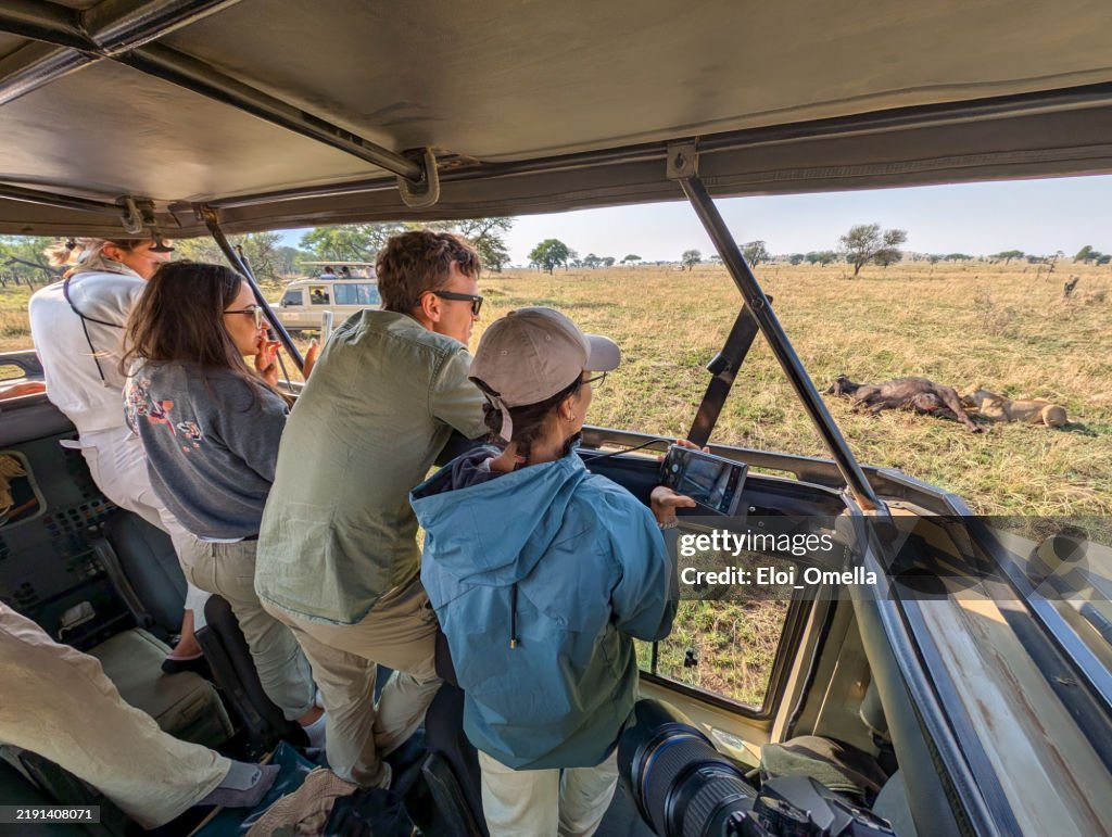 Wildlife photographers capturing lions feeding on buffalo carcass, serengeti national park landscape revealing intense predator-prey interaction during african safari expedition