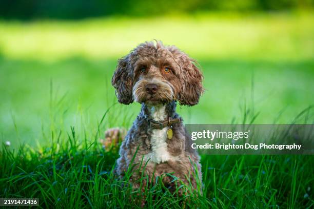 a brown cockapoo dog in a field - cockapoo stock pictures, royalty-free photos & images