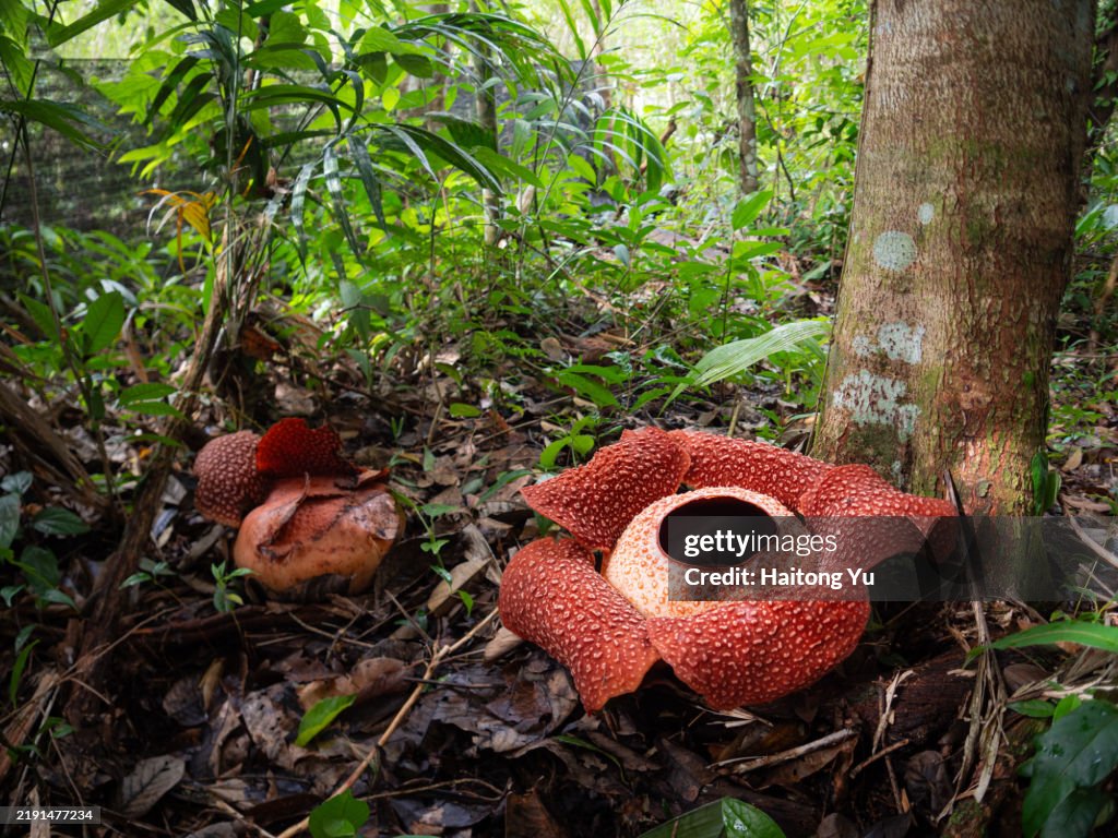 Poring Hot Spring Rafflesia Rafflesia Keithii At Poring Hot Spring Sabah Malaysia High-Res Stock ...