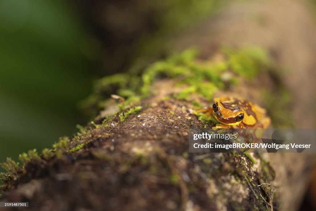 Hourglass tree frog (Dendropsophus ebraccatus), frogs (Rana), Costa Rica, Central America