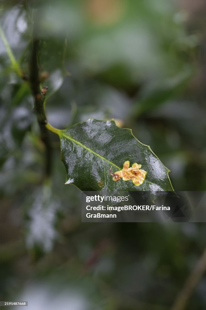 Ilex leafminer fly (Phytomyza ilicis) and European holly (Ilex aquifolium), feeding traces of larvae on holly, North Rhine-Westphalia, Germany, Europe