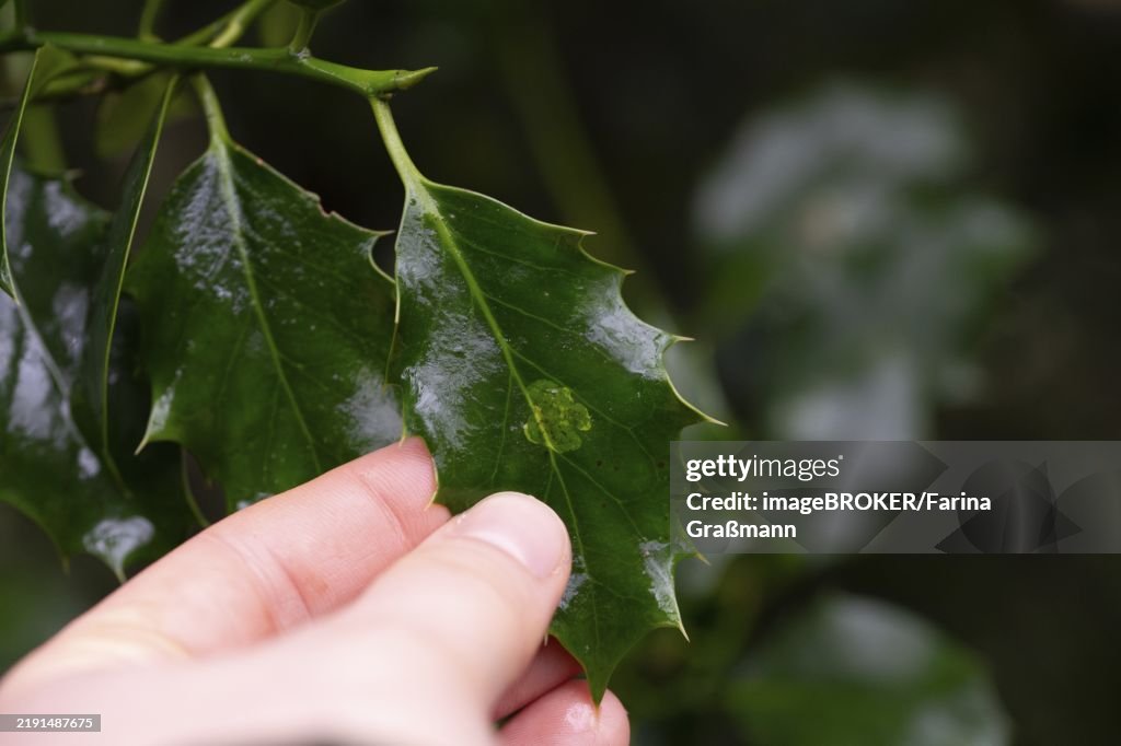 Ilex leafminer fly (Phytomyza ilicis) and European holly (Ilex aquifolium), feeding traces of larvae on Ilex leaf in hand, North Rhine-Westphalia, Germany, Europe