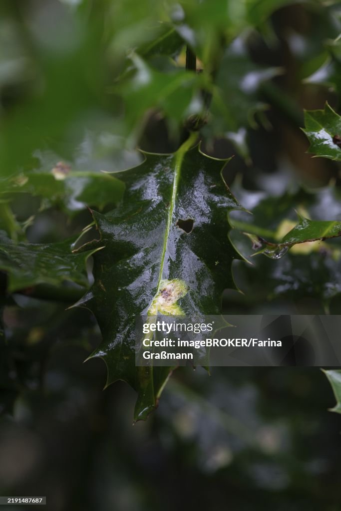 Ilex leafminer fly (Phytomyza ilicis) and European holly (Ilex aquifolium), feeding traces of larvae on holly, North Rhine-Westphalia, Germany, Europe