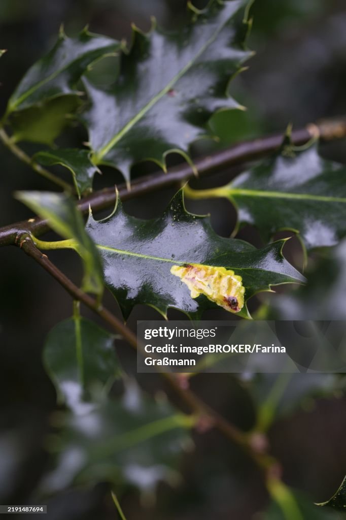 Ilex leafminer fly (Phytomyza ilicis) and European holly (Ilex aquifolium), feeding traces of larvae on holly, North Rhine-Westphalia, Germany, Europe