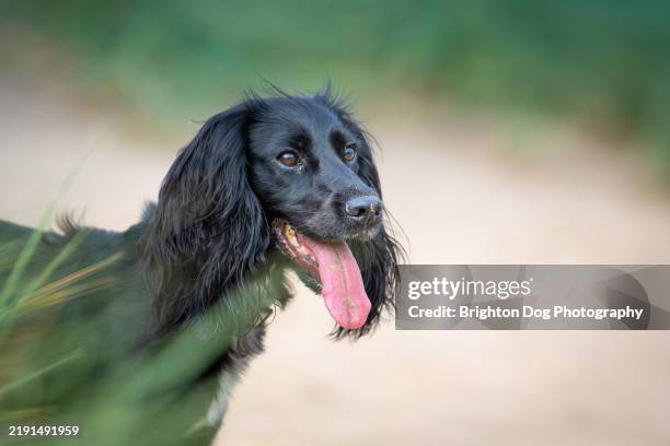 a black cocker spaniel dog at a sandy beach - cocker spaniel stock pictures, royalty-free photos & images
