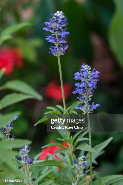 salvia farinacea, commonly called mealycup sage. - salvia farinacea - fotografias e filmes do acervo