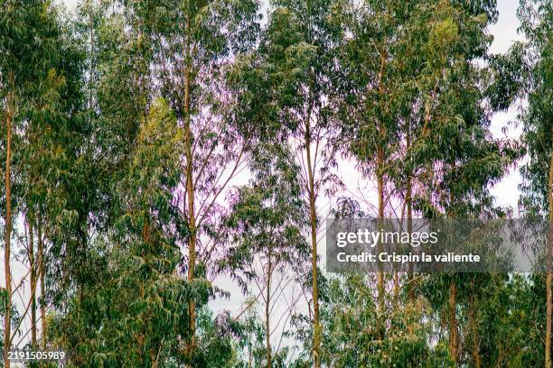 eucalyptus forest bathed in sunlight. - eucalyptus leaf stock pictures, royalty-free photos & images