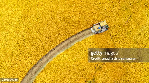 aerial top view harvester machine working in rice fields, asia, thailand. - campo arato foto e immagini stock