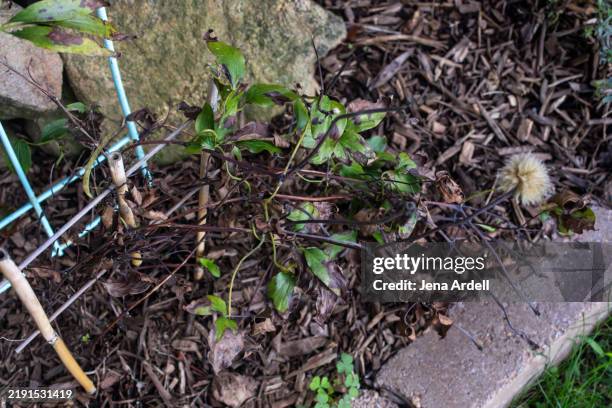 dead plant, wilted plant in flowerbed, drought concept - dead plant stock pictures, royalty-free photos & images
