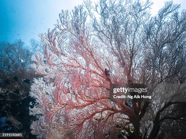 Sea Rocks Coral 13,153 Coral Rock Stock Photos, High-Res Pictures, and Images - Getty ...