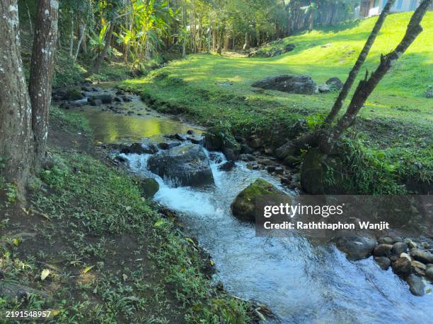 small stream in the big forest. - ruisseau photos et images de collection