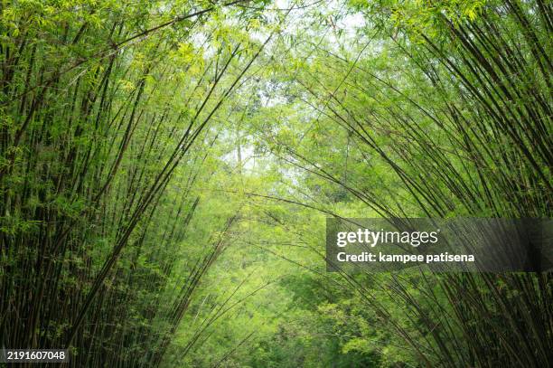 a bamboo forest with a lot of trees and a lot of sunlight - bamboo leaf stock pictures, royalty-free photos & images