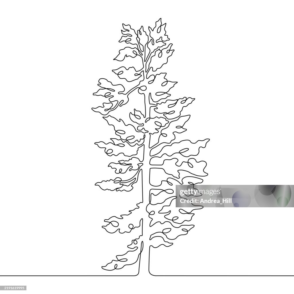 Pine Tree Continuous Line Drawing with Editable Stroke