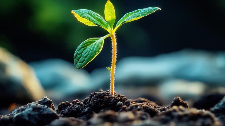 https://media.gettyimages.com/id/2191622147/video/sapling-growing.jpg?b=1&s=640x640&k=20&c=yYLuhxBOJYpzs8gRTwMwxR75avEl7tIA3mKK6fw2E1Q=
