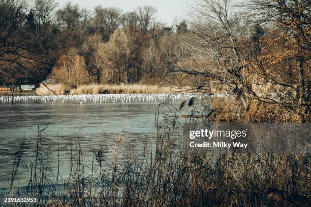 springtime landscape. flock of birds sits on a frozen lake. - dodging stock pictures, royalty-free photos & images