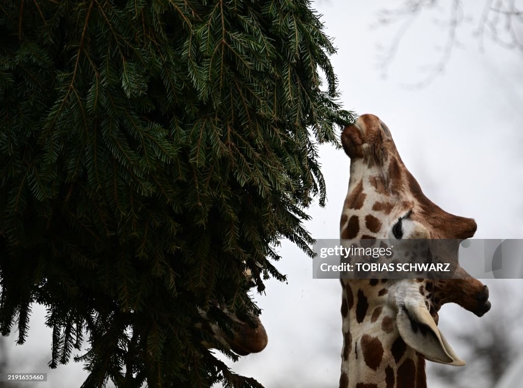 GERMANY-ANIMALS-ZOO-CHRISTMAS TREES