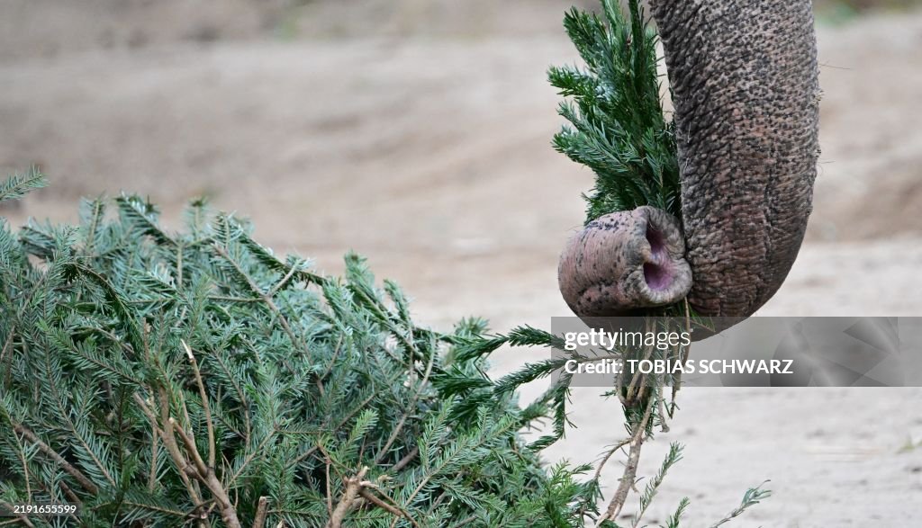 GERMANY-ANIMALS-ZOO-CHRISTMAS TREES