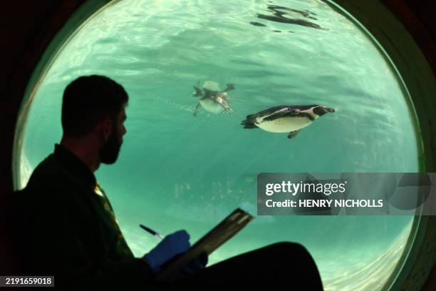 Zookeeper poses as humboldt penguins swim in their pool during a photocall for the annual stocktake at ZSL London Zoo in central London on January 3,...
