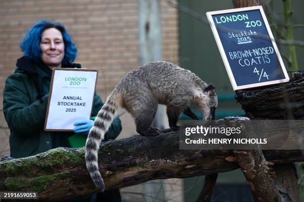 Zookeeper poses with a brown-nosed coatis during a photocall for the annual stocktake at ZSL London Zoo in central London on January 3, 2025.