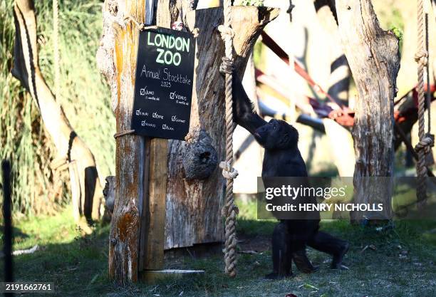 Gernot, a Western lowland gorilla, is pictured during a photocall for the annual stocktake at ZSL London Zoo in central London on January 3, 2025.