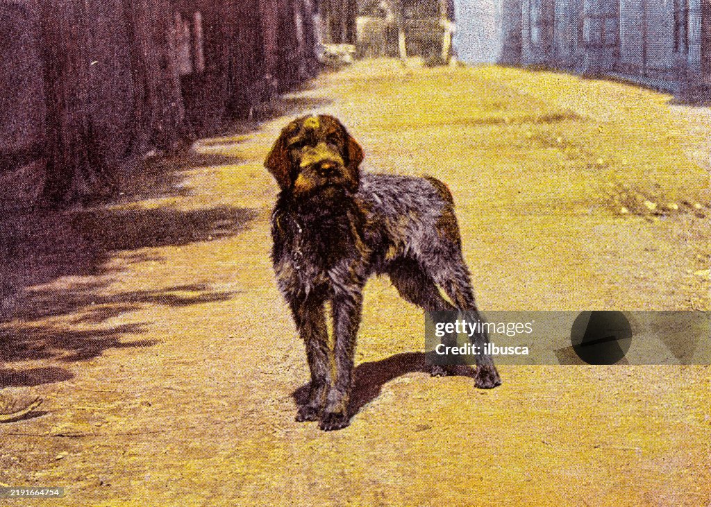 Antique image from French magazine, hunting dog, Wirehaired Pointing Griffon