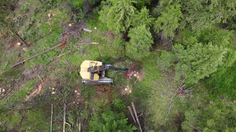 https://media.gettyimages.com/id/2191677826/video/logging-machine-falling-a-tree-down-filmed-by-drone.jpg?b=1&s=640x640&k=20&c=-5-v9YgWU5rNxuqPyFr56VuzFz7EJfzyw8wSWSe64ys=