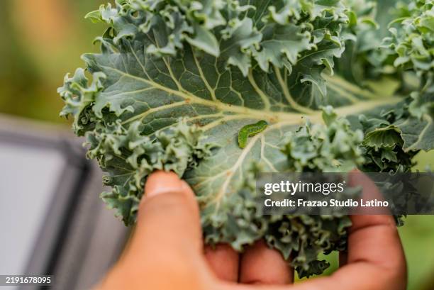 close-up of a farmer holding a lettuce with caterpillar - caterpillar stock pictures, royalty-free photos & images