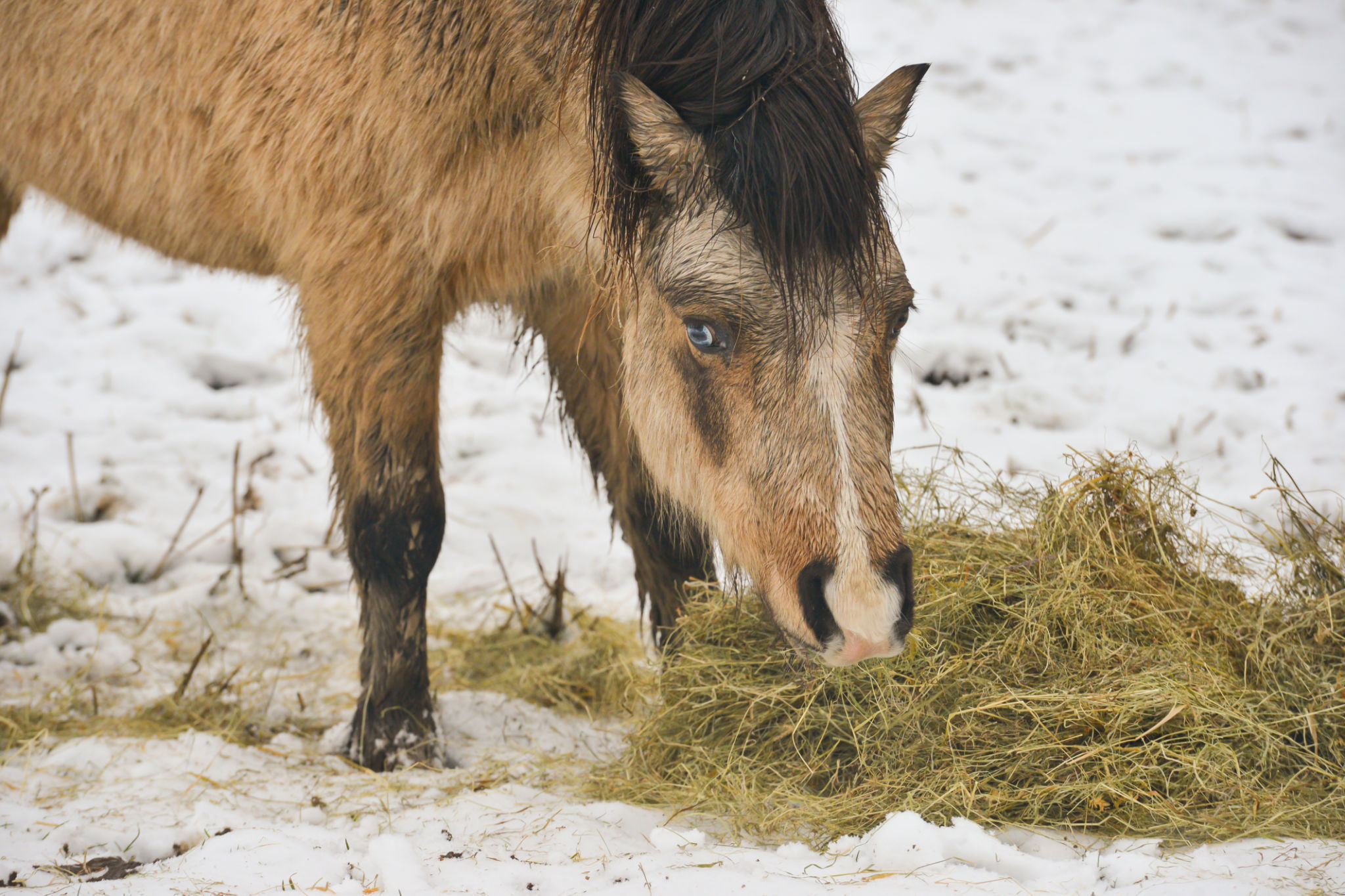 horse supplements