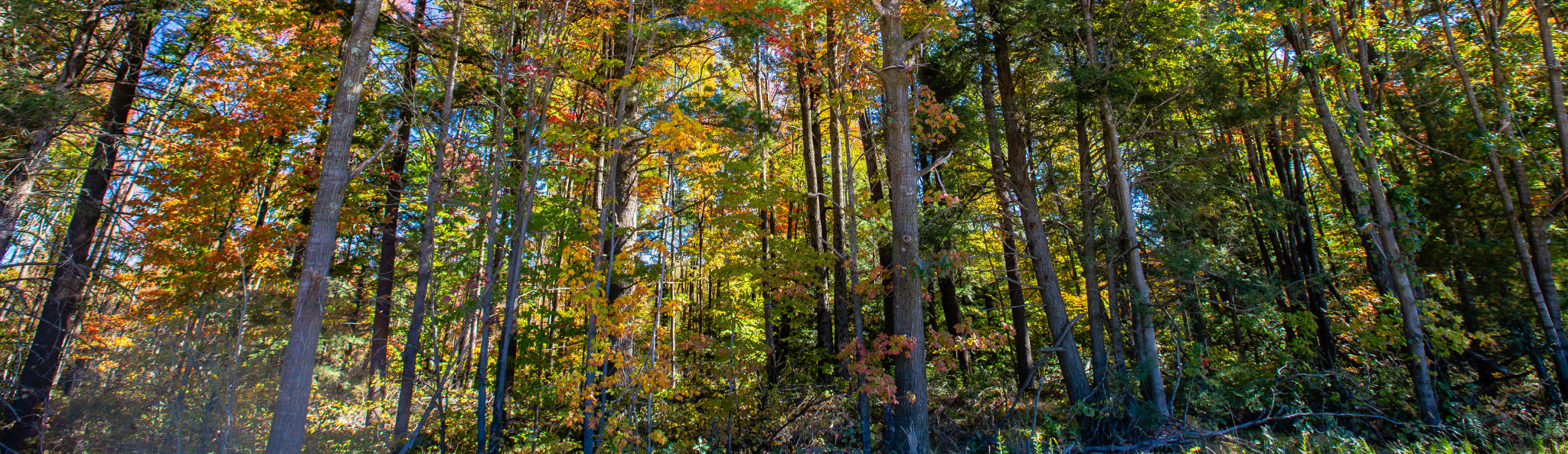 Colorful Wisconsin forest in early October Colorful Wisconsin forest in early October