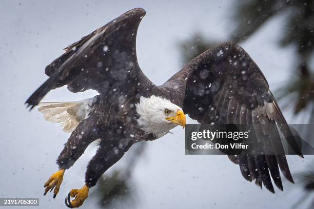 eagle taking flight - bald eagle stock pictures, royalty-free photos & images