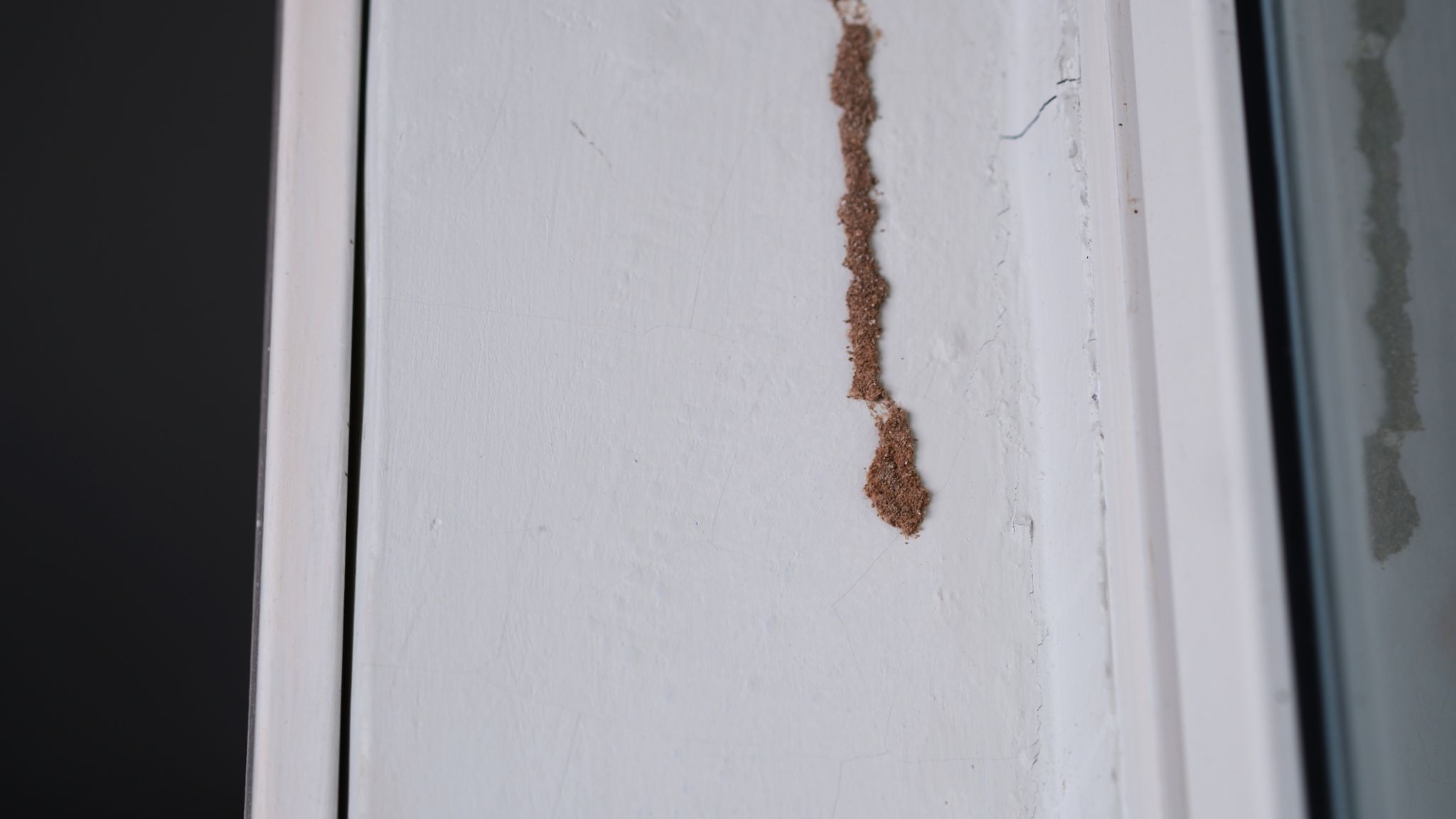 Termites on the walls of the house. Termites on the walls of the house.
