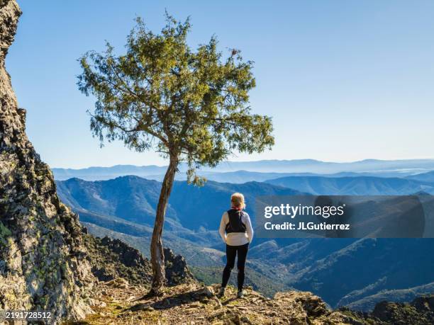 mujer observando el paisaje en las montañas entre acantilados en terrenos extremos junto a un tejo solitario - tejo fotografías e imágenes de stock