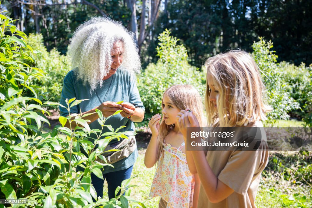 Native farmer introducing Lemon Scented Myrtle to children
