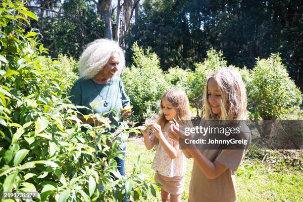 smiling guide and children experiencing lemon scented myrtle - lemon myrtle plant stock pictures, royalty-free photos & images