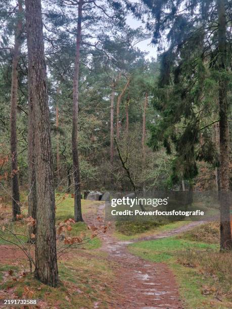 fir tree forest detail at exloo nl - winter woods stock pictures, royalty-free photos & images