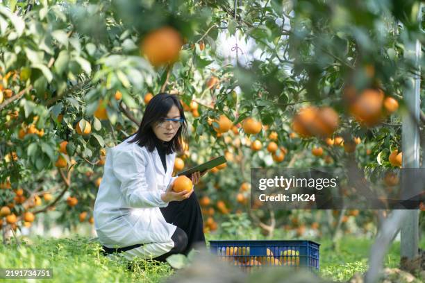 agricultural scientists are working with digital tablet in the orange orchard. - orange orchard stock pictures, royalty-free photos & images