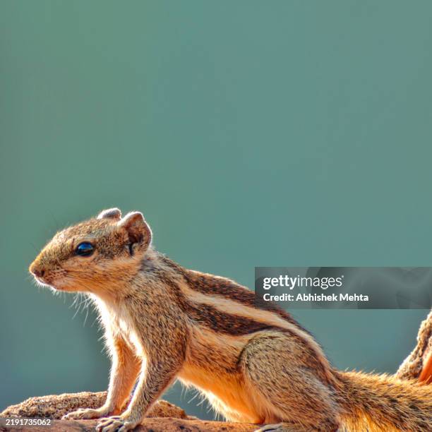 squirrel - chipmunk squirrel stock pictures, royalty-free photos & images