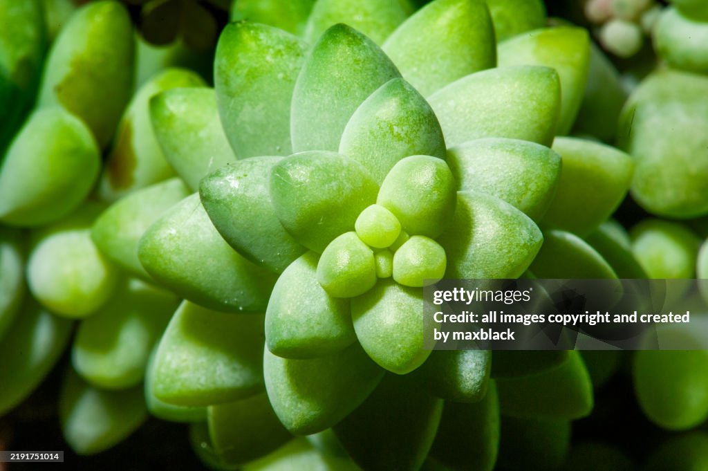 Burro's-tail-succulent
