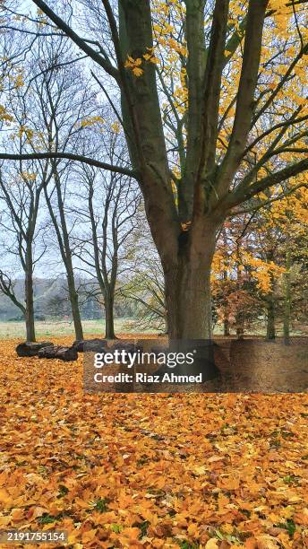 Middle Of September 66,155 September Landscape Stock Photos, High-Res Pictures, and Images ...