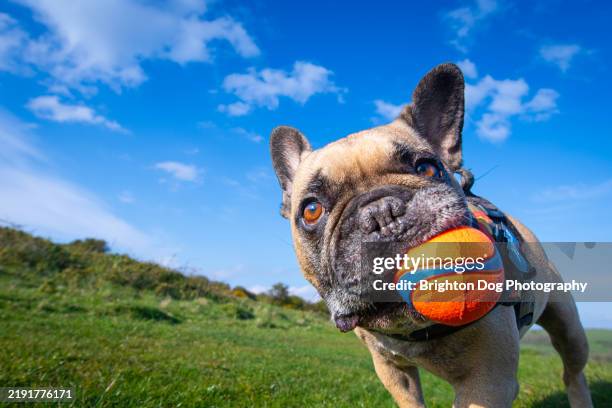 a french bulldog - bulldog francés fotografías e imágenes de stock