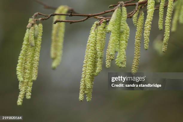a branch of catkins of a hazel tree, corylus avellana, growing in the wild. - pollen stock pictures, royalty-free photos & images