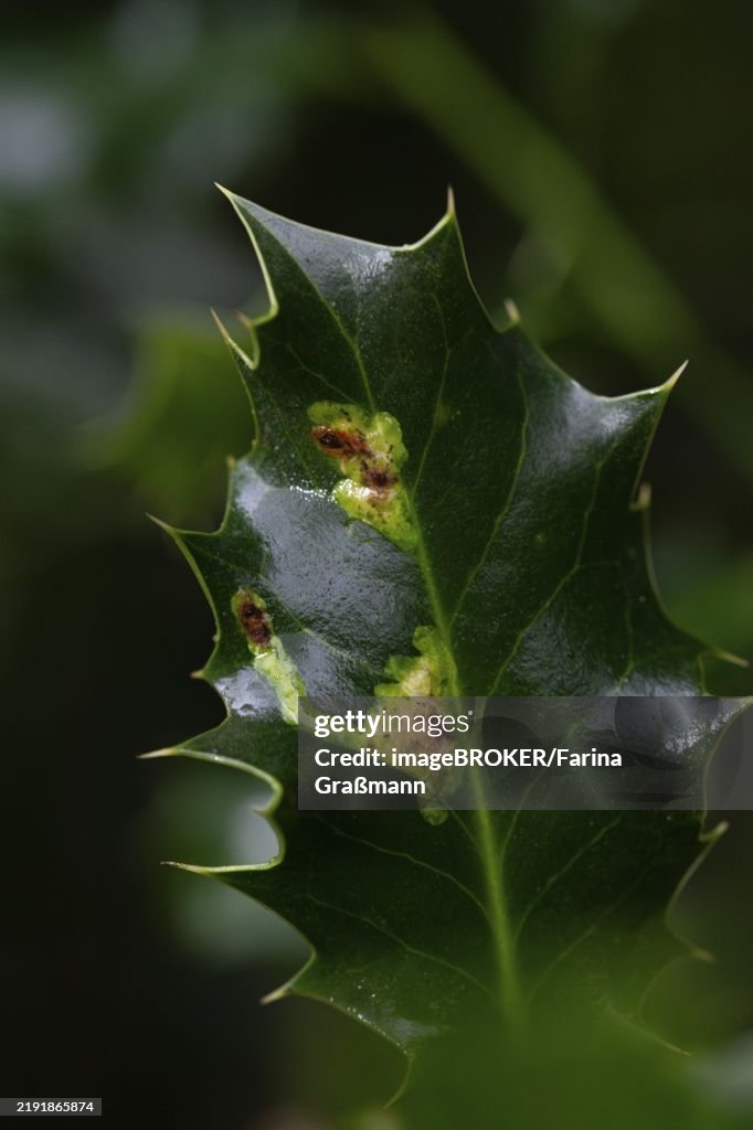 Ilex leafminer fly (Phytomyza ilicis) and European holly (Ilex aquifolium), feeding traces of larvae on holly, North Rhine-Westphalia, Germany, Europe