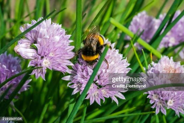 chives - allium schoenoprasum - cebolinho imagens e fotografias de stock