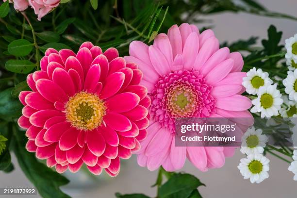 pink and red flower - gerbera × hybrida - daisy holland stock pictures, royalty-free photos & images